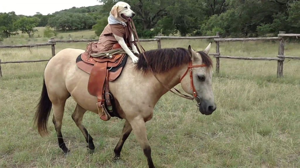 Druid's Exchange Podcast Dog Riding Horse