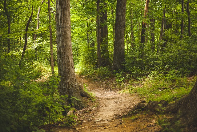 Druids Exchange - Episode 24 - Natures Call - Forest Bathing